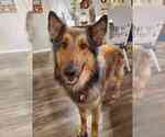 Small Photo #1 Collie-German Shepherd Dog Mix Puppy For Sale in KILLEEN, TX, USA