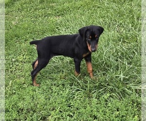 Doberman Pinscher Puppy for sale in SHELBYVILLE, IN, USA