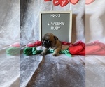 Small Photo #18 Faux Frenchbo Bulldog Puppy For Sale in TIFFIN, IA, USA