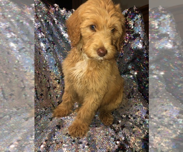 Medium Photo #1 Goldendoodle Puppy For Sale in LYNCHBURG, OH, USA