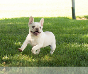 French Bulldog Puppy for sale in NAPPANEE, IN, USA