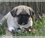 Small Photo #4 Puggle Puppy For Sale in BRIDGETON, NJ, USA