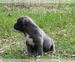 Small Photo #2 American Bully Puppy For Sale in TRENTON, FL, USA