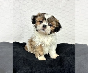 Shih Tzu Puppy for sale in INDIANAPOLIS, IN, USA