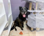 Small #9 Labrador Retriever Mix