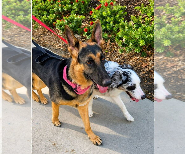 Medium Photo #14 German Shepherd Dog-Unknown Mix Puppy For Sale in Lake Forest, CA, USA