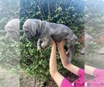 Small #5 Cane Corso