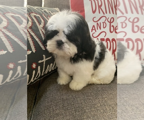 Medium Photo #2 Shih Tzu Puppy For Sale in RICHMOND, IL, USA