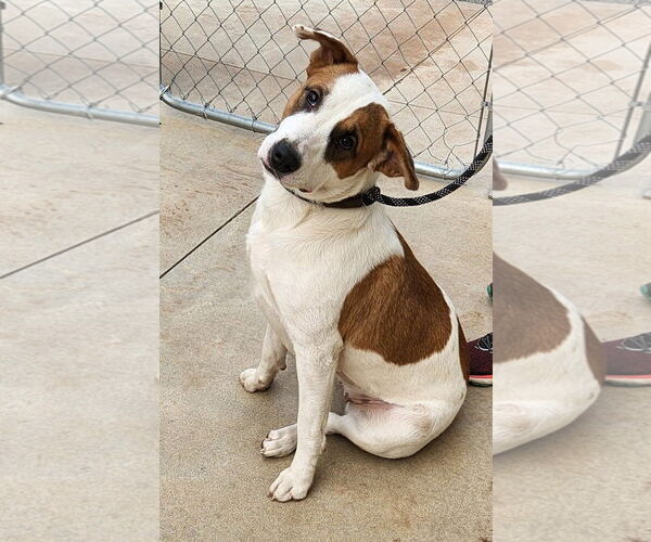 Medium Photo #5 American Pit Bull Terrier-American Staffordshire Terrier Mix Puppy For Sale in Clinton, OK, USA