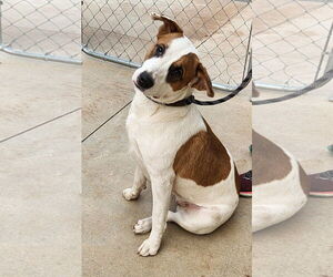 Marigold - Female American Pit Bull Terrier-American Staffordshire Terrier Mix Dog for Adoption - Photo #5