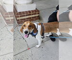 Benny - Male Mutt Dog for Adoption - Small photo