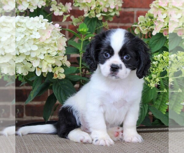 Medium Photo #2 Cava-Tzu Puppy For Sale in GORDONVILLE, PA, USA