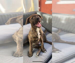 Mutt Dogs for adoption in Royal Palm Beach, FL, USA