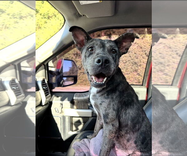 Medium Photo #1 Mutt Puppy For Sale in Ball Ground, GA, USA