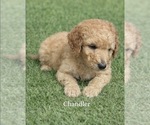 Small #2 Poodle (Standard)