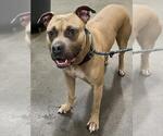 Small American Bulldog