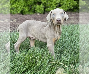 Doberman Pinscher Puppy for sale in GREENVILLE, SC, USA