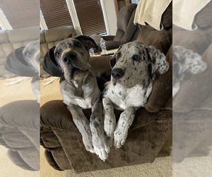 Great Dane Puppy for sale in HURDLE MILLS, NC, USA