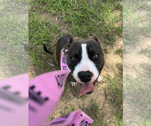 Mutt Dogs for adoption in Rockaway, NJ, USA