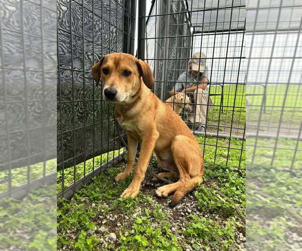 Medium Photo #3 Mutt Puppy For Sale in Abbeville, LA, USA