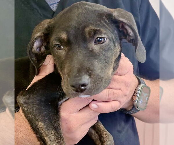 Medium Photo #6 Mutt Puppy For Sale in San Juan Capistrano, CA, USA