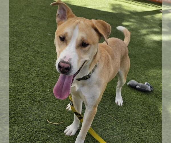 Medium Photo #2 American Pit Bull Terrier-Unknown Mix Puppy For Sale in Las Vegas, NV, USA