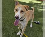 Small #1 American Pit Bull Terrier Mix