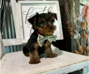 Yorkshire Terrier Puppy for sale in NAPPANEE, IN, USA