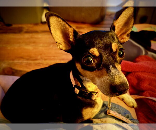 Medium Photo #3 Rat Terrier Puppy For Sale in Holly Springs, NC, USA