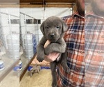 Puppy 3 Labrador Retriever