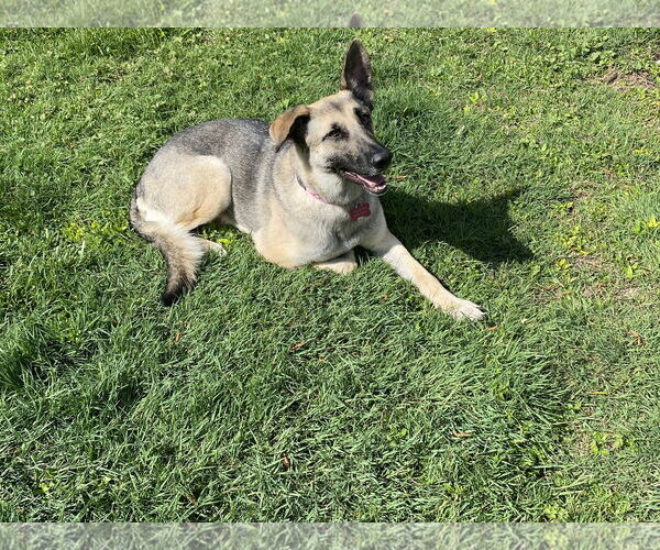 Medium Photo #6 German Shepherd Dog Puppy For Sale in New Hill, NC, USA