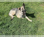Small #5 German Shepherd Dog