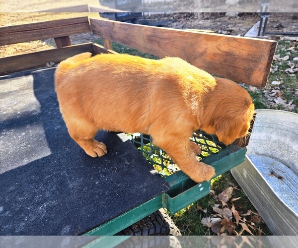 Medium Photo #2 Golden Retriever Puppy For Sale in LEON, KS, USA