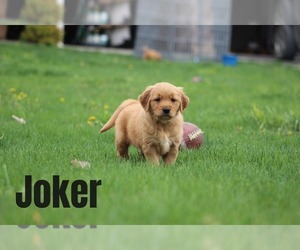 Golden Retriever Puppy for sale in MIDDLEBURG, PA, USA