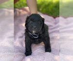 Puppy 4 Aussiedoodle Miniature 