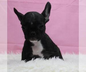 French Bulldog Puppy for sale in VIRGINIA BEACH, VA, USA