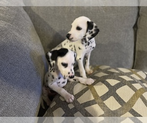 Dalmatian Puppy for sale in GREENSBORO, NC, USA