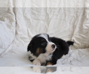 Border Collie-Miniature Australian Shepherd Mix Puppy for sale in JACKSON, MO, USA