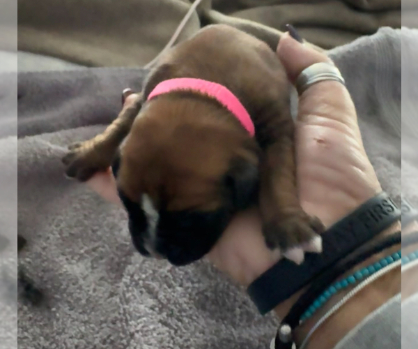 Medium Photo #3 Boxer Puppy For Sale in CHESTERFIELD, VA, USA