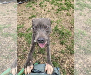 Serenity - Female American Pit Bull Terrier-Unknown Mix Dog for Adoption - Photo #3