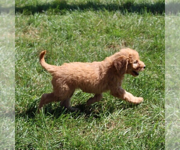 Medium Photo #3 Labradoodle-Poodle (Standard) Mix Puppy For Sale in RONKS, PA, USA