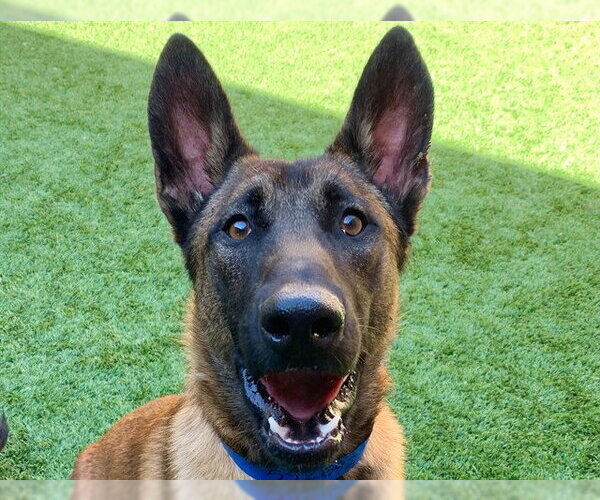 Medium Photo #1 Mutt Puppy For Sale in Moreno Valley, CA, USA