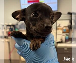 Jenny - Female Chihuahua-Unknown Mix Dog for Adoption - Photo #3