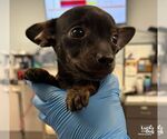 Small Photo #3 Chihuahua-Unknown Mix Puppy For Sale in Washington, DC, USA
