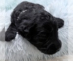 Small Photo #44 Goldendoodle Puppy For Sale in PIERSON, FL, USA