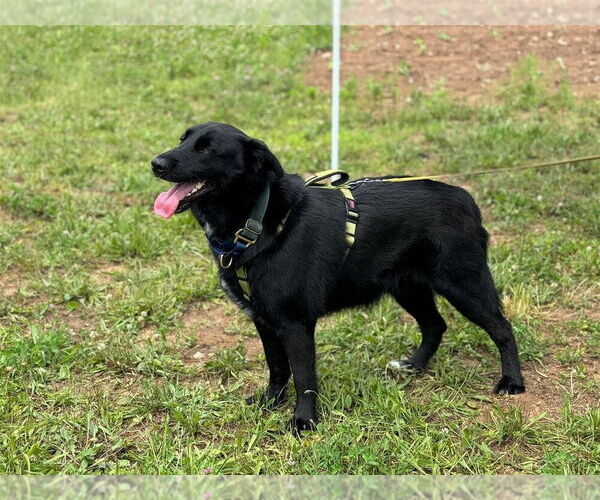 Medium Photo #3 Mutt Puppy For Sale in New York, NY, USA