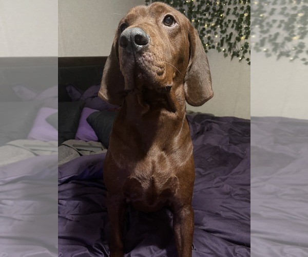 Medium Photo #1 Redbone Coonhound Puppy For Sale in PALATKA, FL, USA