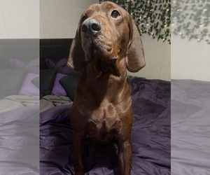 Father of the Redbone Coonhound puppies born on 08/19/2022