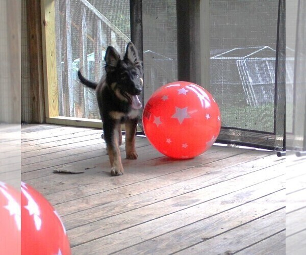 Medium Photo #3 German Shepherd Dog Puppy For Sale in WARRENTON, NC, USA