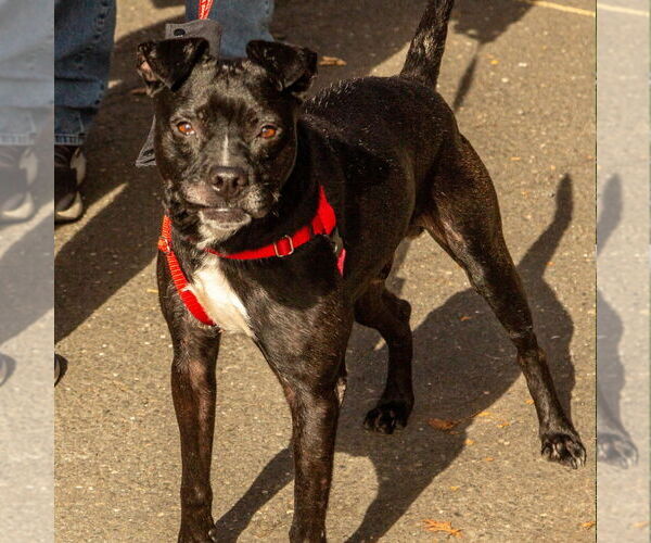 Medium Photo #10 Mutt Puppy For Sale in Canton, CT, USA
